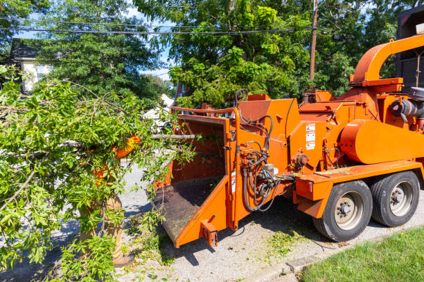 Best Affordable Tree Service  in Butler, GA